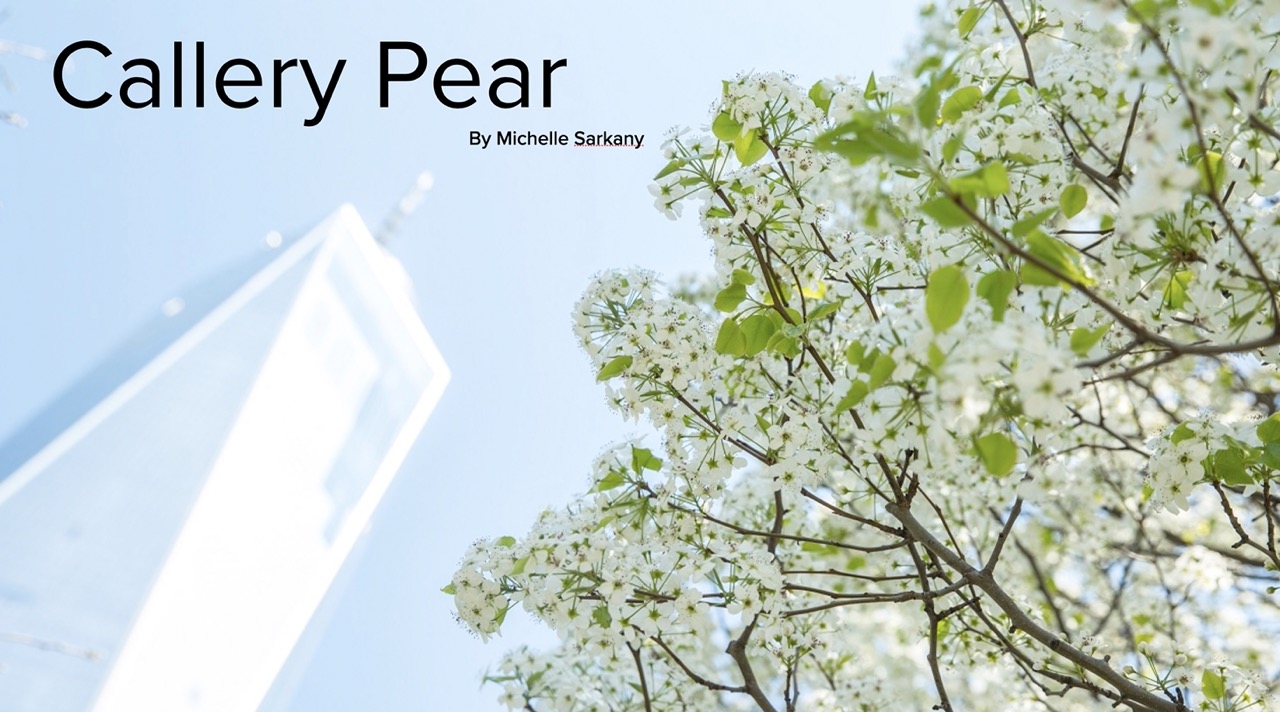 Callerypear